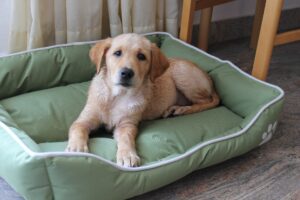 Hund im Korb