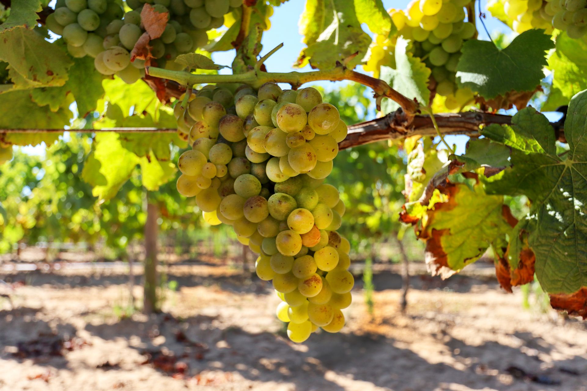 Weisse Weintrauben hängen an einem Rebstock in der Herbstsonne am Kaiserstuhl